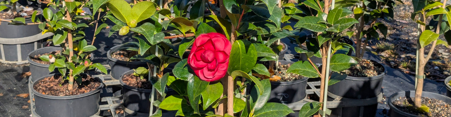 Nursery